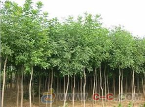 白蠟 白蠟價(jià)格 白蠟小苗天源